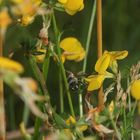 (1) Die FILZZAHN-BLATTSCHNEIDERBIENE (MEGACHILE PILIDENS)