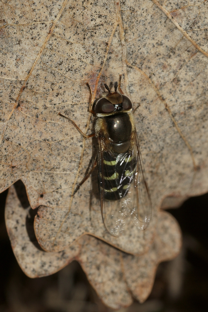 (1) Die Frühe Breitstirn- = Großstirn-Schwebfliege (Scaeva selenitica)