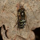 (1) Die Frühe Breitstirn- = Großstirn-Schwebfliege (Scaeva selenitica)