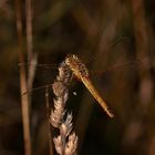 (1) Die Frühe Heidelibelle (Sympetrum fonscolombii)