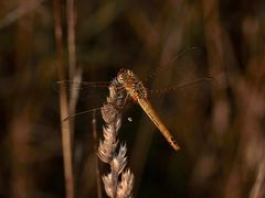 (1) Die Frühe Heidelibelle (Sympetrum fonscolombii)