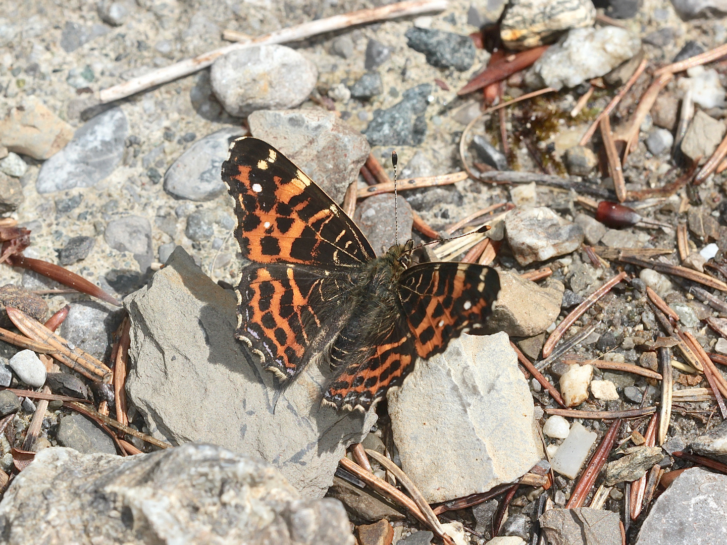 (1) Die Frühjahrsform des Landkärtchens (Araschnia levana f. levana), Oberseite