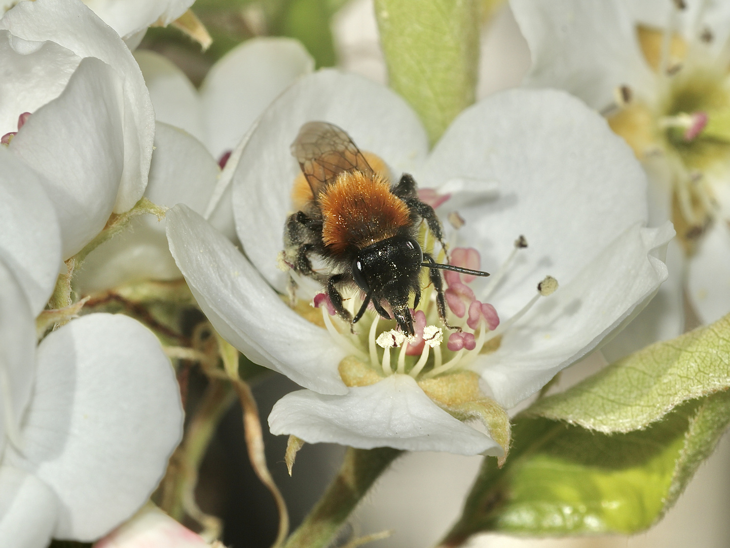 (1) Die Fuchsrote Sandbiene, unser "Füchschen" (Andrena fulva)