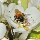 (1) Die Fuchsrote Sandbiene, unser "Füchschen" (Andrena fulva)