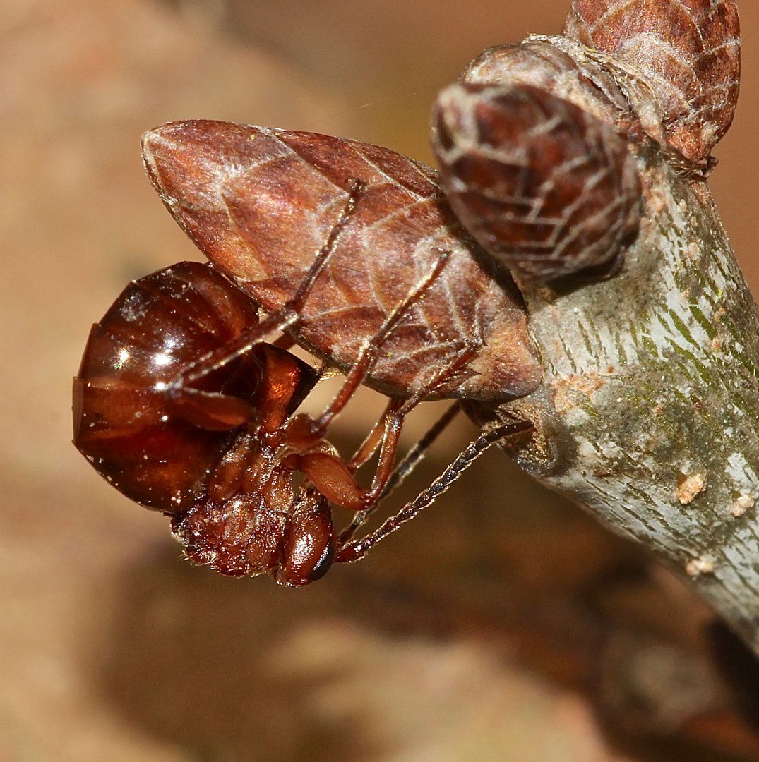 (1) Die Gallwespe BIORHIZA PALLIDA, (Eichen-)Schwammgallwespe