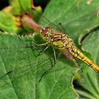 (1) Die Gemeine Heidelibelle (Sympetrum vulgatum) ...