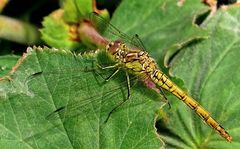 (1) Die Gemeine Heidelibelle (Sympetrum vulgatum) ...