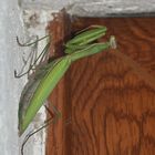 (1) Die Gemeine oder Europäische GOTTESANBETERIN (Mantis religiosa)