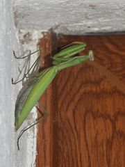 (1) Die Gemeine oder Europäische GOTTESANBETERIN (Mantis religiosa)