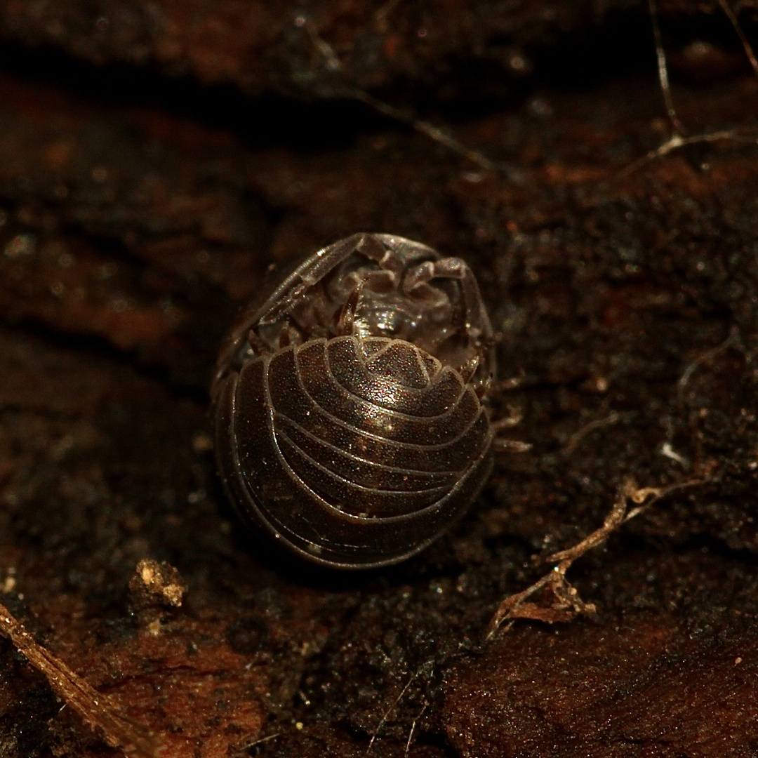 (1) Die Gemeine Rollassel (Armadillidium vulgare) ...