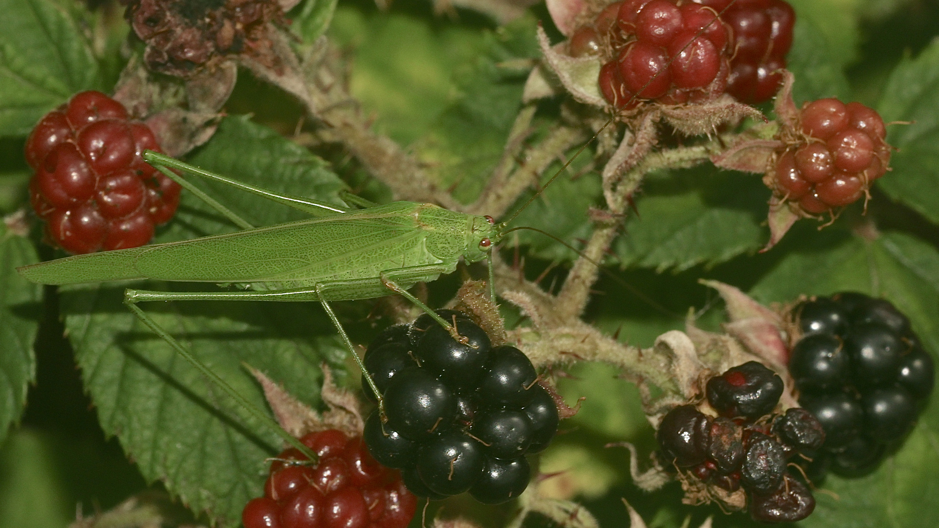 (1) Die Gemeine Sichelschrecke (Phaneroptera falcata)