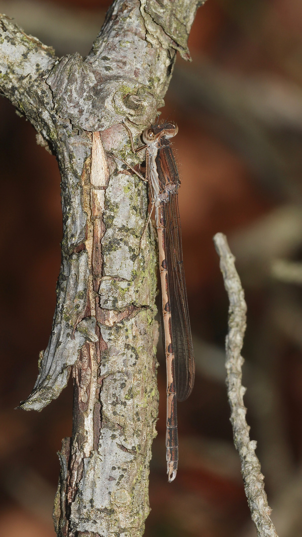 (1) Die Gemeine Winterlibelle (Sympecma fusca) vom Donnerstagsrätsel 