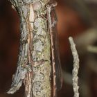 (1) Die Gemeine Winterlibelle (Sympecma fusca) vom Donnerstagsrätsel 