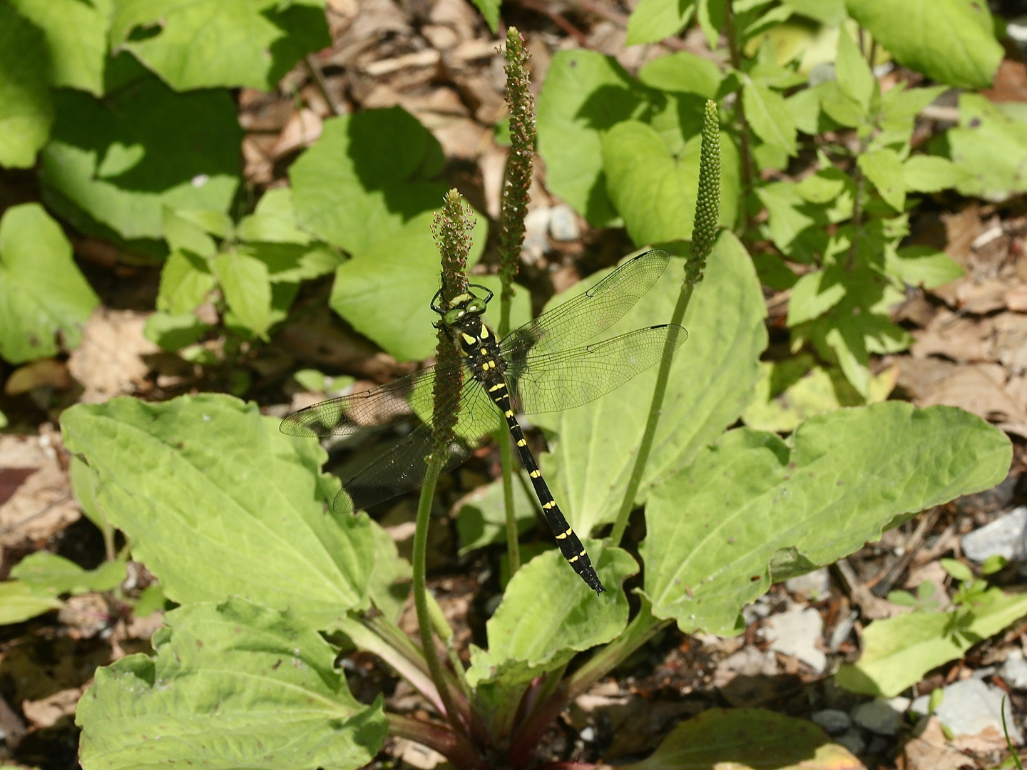 (1) Die Gestreifte Quelljungfer (Cordulegaster bidentata) - ...