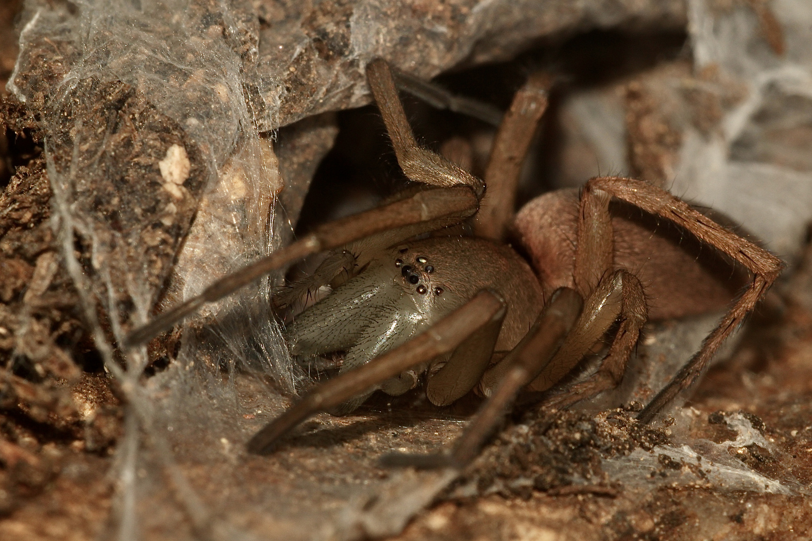 (1) Die Gewöhnliche Steinplattenspinne (Drassodes lapidosus) ...