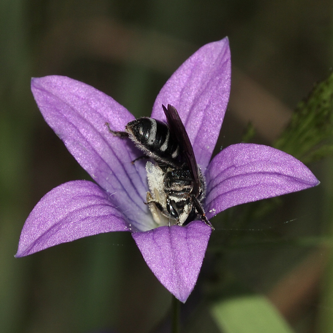 (1) Die Glockenblumen-Schmalbiene (Lasioglossum costulatum) ...