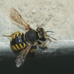 (1) Die Große = Garten-Wollbiene, Anthidium manicatum