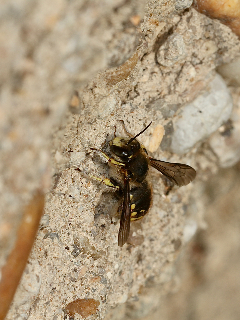 (1) Die Große oder Garten-Wollbiene (Anthidium manicatum)