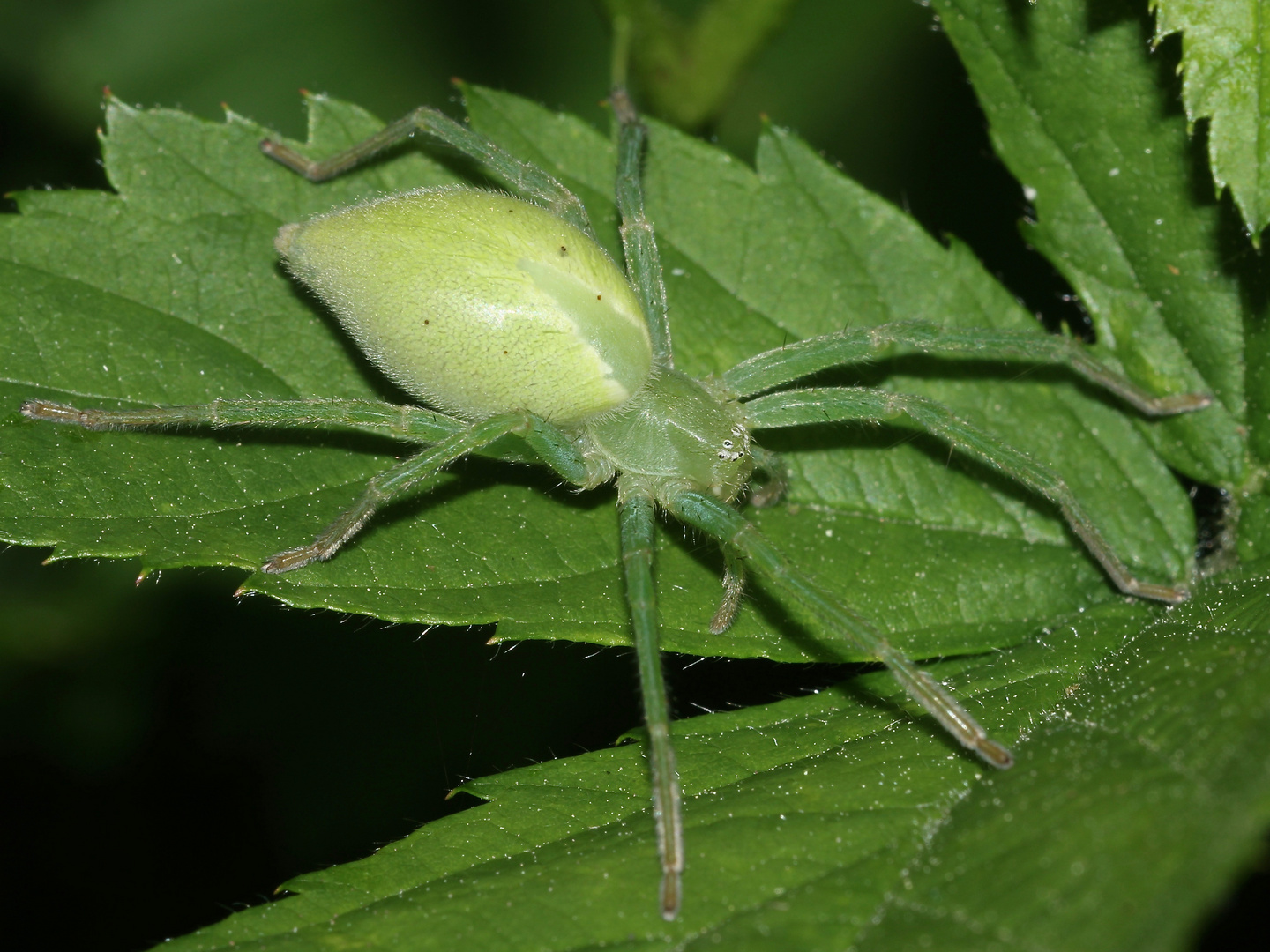 (1) Die Grüne Huschspinne (Micromata roseum = virescens) ...