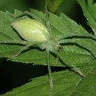 (1) Die Grüne Huschspinne (Micromata roseum = virescens) ...