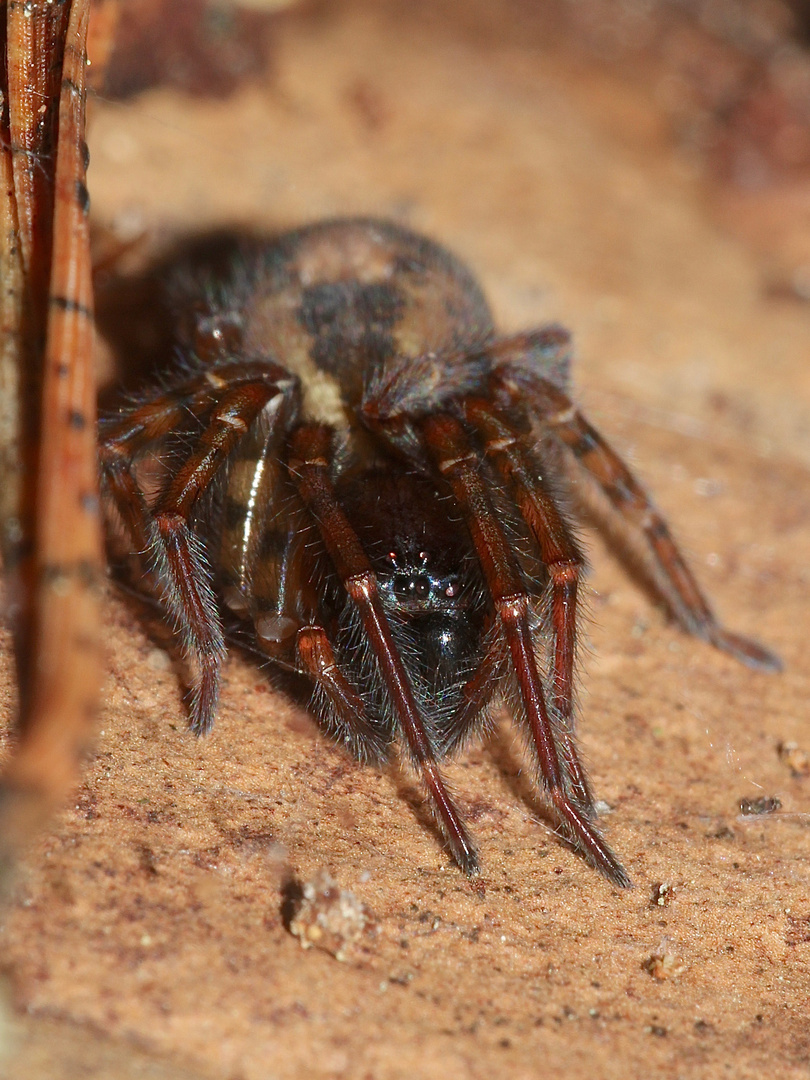 (1) Die guckt so finster - das muß 'ne Finsterspinne sein ...