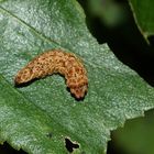 (1) Die gut getarnte Raupe des Birken-Sichelflüglers auf Hängebirke