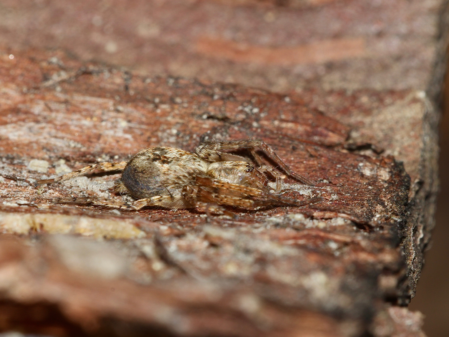 (1) Die gut getarnte Vierfleck-Zartspinne (Anyphaena accentuata) - ...