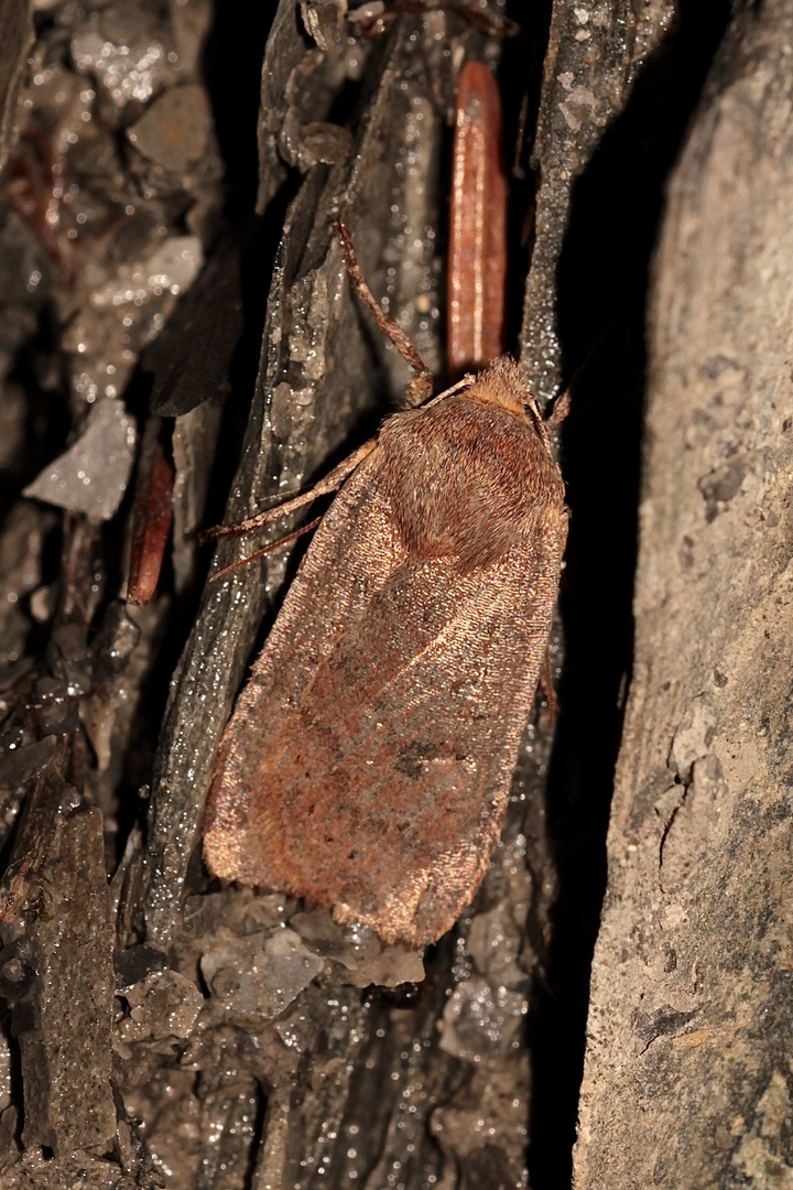 (1) Die Heidelbeer-Wintereule (Conistra vacciniae) ...