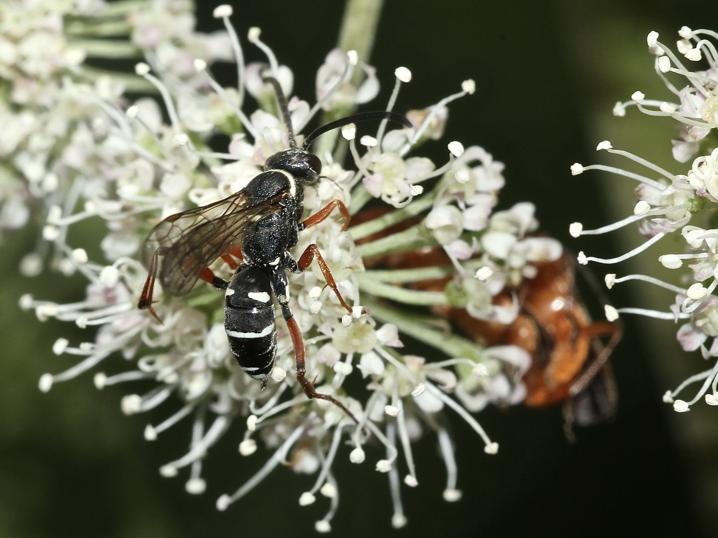 (1) Die hübsche Wegwespe (Fam. Pompilidae) CEROPALES MACULATA, Kuckucks-Wegwespe