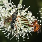 (1) Die hübsche Wegwespe (Fam. Pompilidae) CEROPALES MACULATA, Kuckucks-Wegwespe