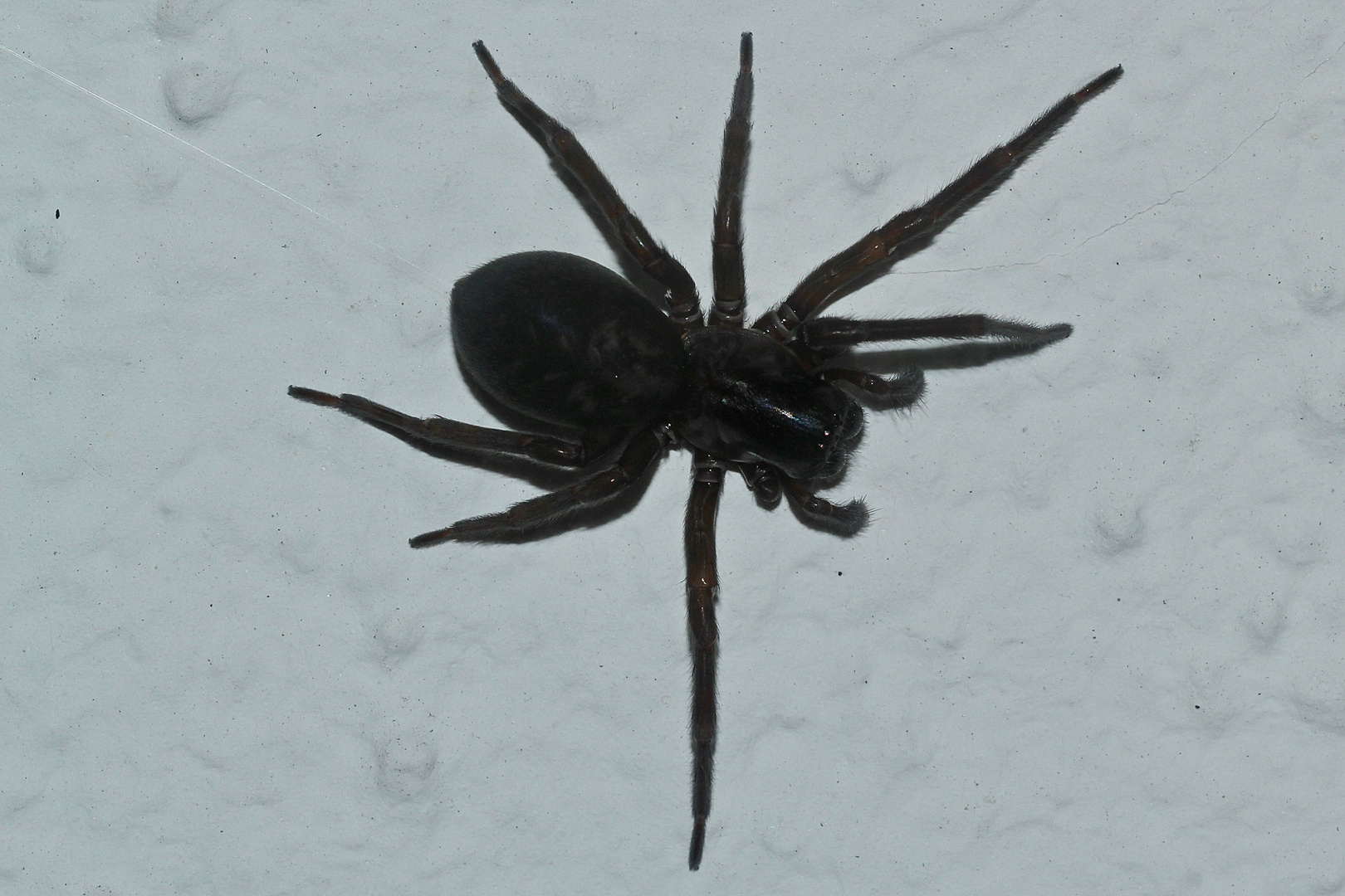 (1) Die Keller-(Finster-)Spinne (Amaurobius ferox) ...