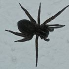 (1) Die Keller-(Finster-)Spinne (Amaurobius ferox) ...