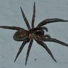 (1) Die Keller-(Finster-)Spinne (Amaurobius ferox)  - ...