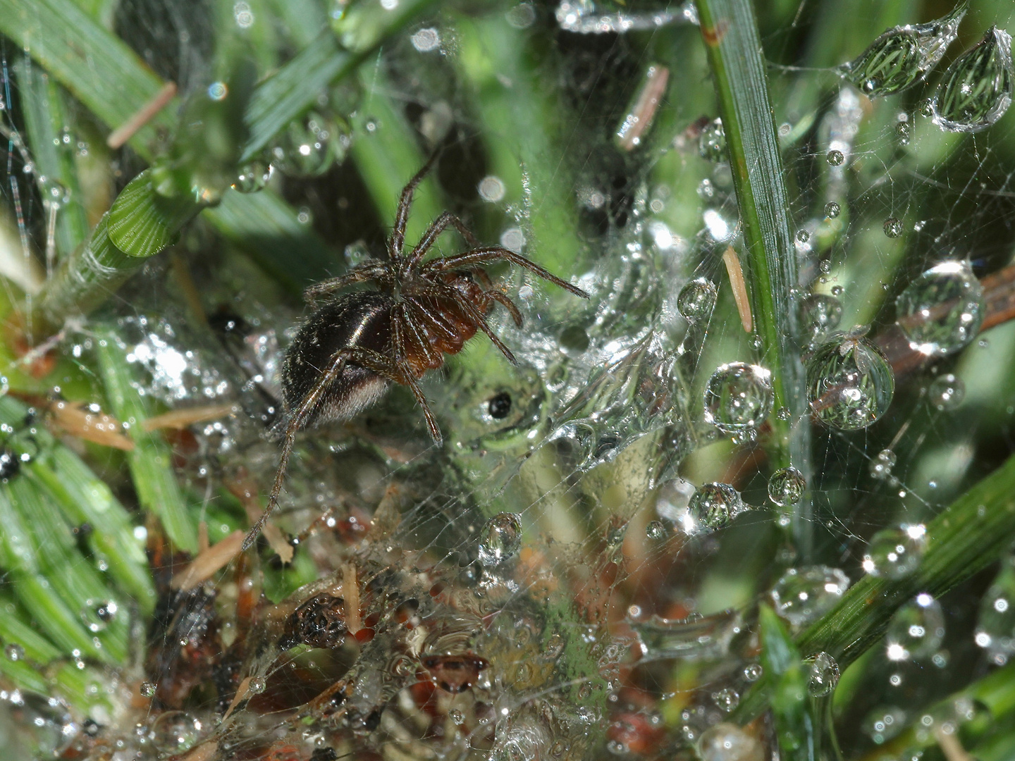 (1) Die Labyrinthspinne (Agelena labyrinthica)