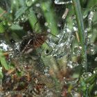 (1) Die Labyrinthspinne (Agelena labyrinthica)