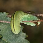 (1) Die Larve der Birken-Knopfhornblattwespe = Großen Birkenblattwespe (Cimbex femoratus)