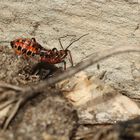 (1) Die Larve der Roten Mordwanze (Rhynocoris iracundus)