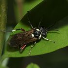 (1) Die LIGUSTER-BLATTWESPE (MACROPHYA PUNCTUMALBUM)