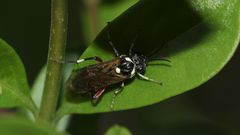 (1) Die LIGUSTER-BLATTWESPE (MACROPHYA PUNCTUMALBUM)