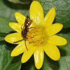 (1) Die Männchen der NOMADA-Wespenbienen ...