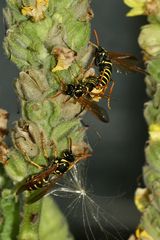 (1) Die MIMIKRY der Blattwespe TENTHREDO SCROPHULARIAE