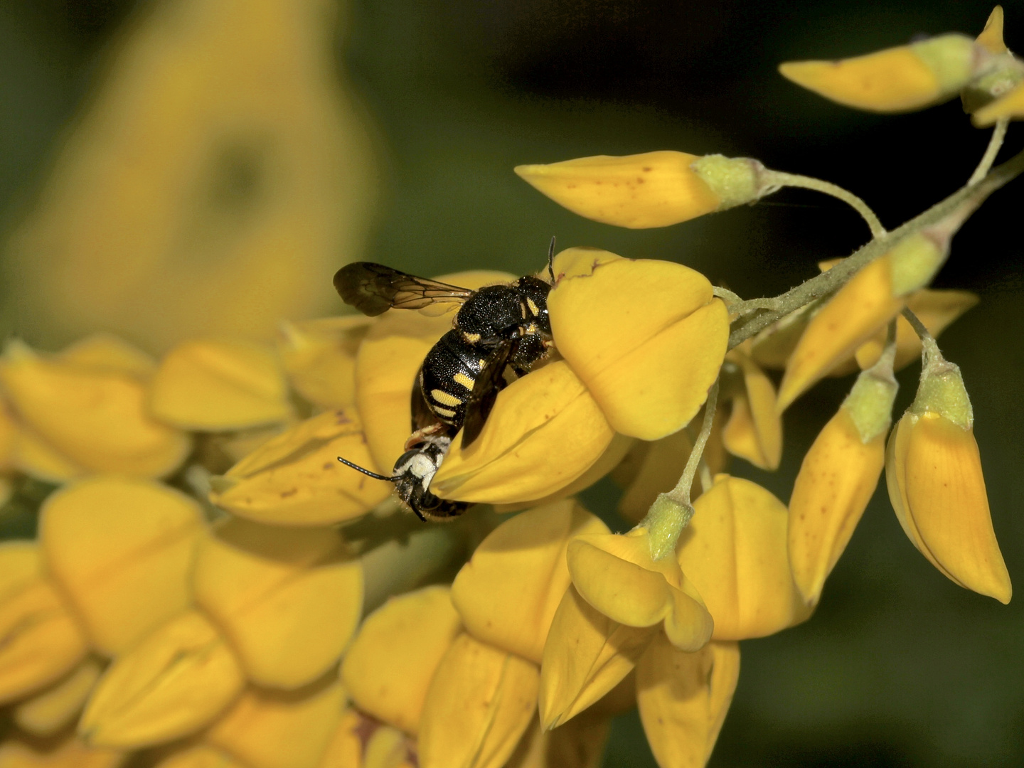 (1) Die Paarung der KLEINEN HARZBIENE (ANTHIDIUM STRIGATUM) ...