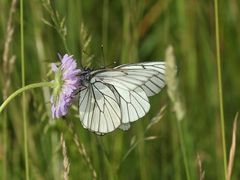 (1) Die Paarung des Baumweißlings (Aporia crataegi) aus der Familie der Weißlinge (Pieridae)