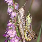 (1) Die Paarung des Gemeinen Grashüpfers (Pseudochorthippus parallelus)