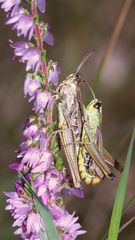 (1) Die Paarung des Gemeinen Grashüpfers (Pseudochorthippus parallelus)