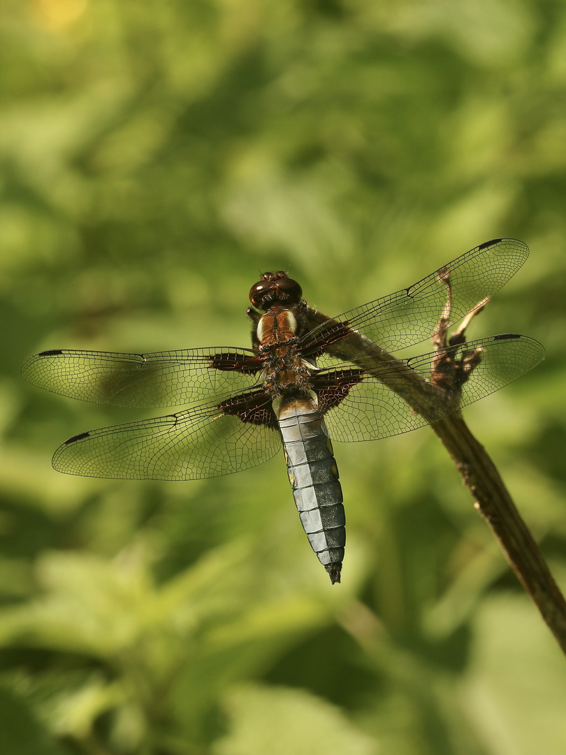 (1) Die PLATTBAUCH-LIBELLE (LIBELLULA DEPRESSA)