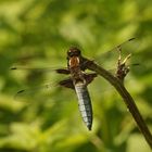 (1) Die PLATTBAUCH-LIBELLE (LIBELLULA DEPRESSA)