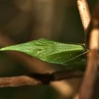 (1) Die Puppe des Aurorafalters (Anthochares cardamines)