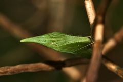 (1) Die Puppe des Aurorafalters (Anthochares cardamines)