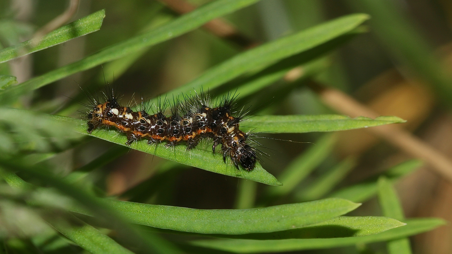 (1) Die Raupe der Ampfer-(Rinden-)Eule (Acronicta rumicis)